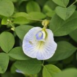 The Ultimate Guide to Tongkat Ali: Your New Favorite Energy Booster Herb