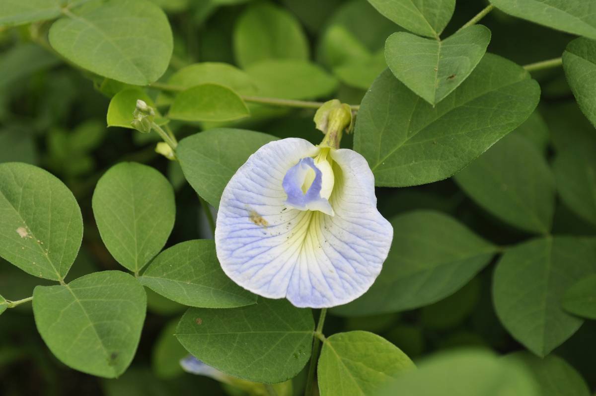 The Ultimate Guide to Tongkat Ali: Your New Favorite Energy Booster Herb